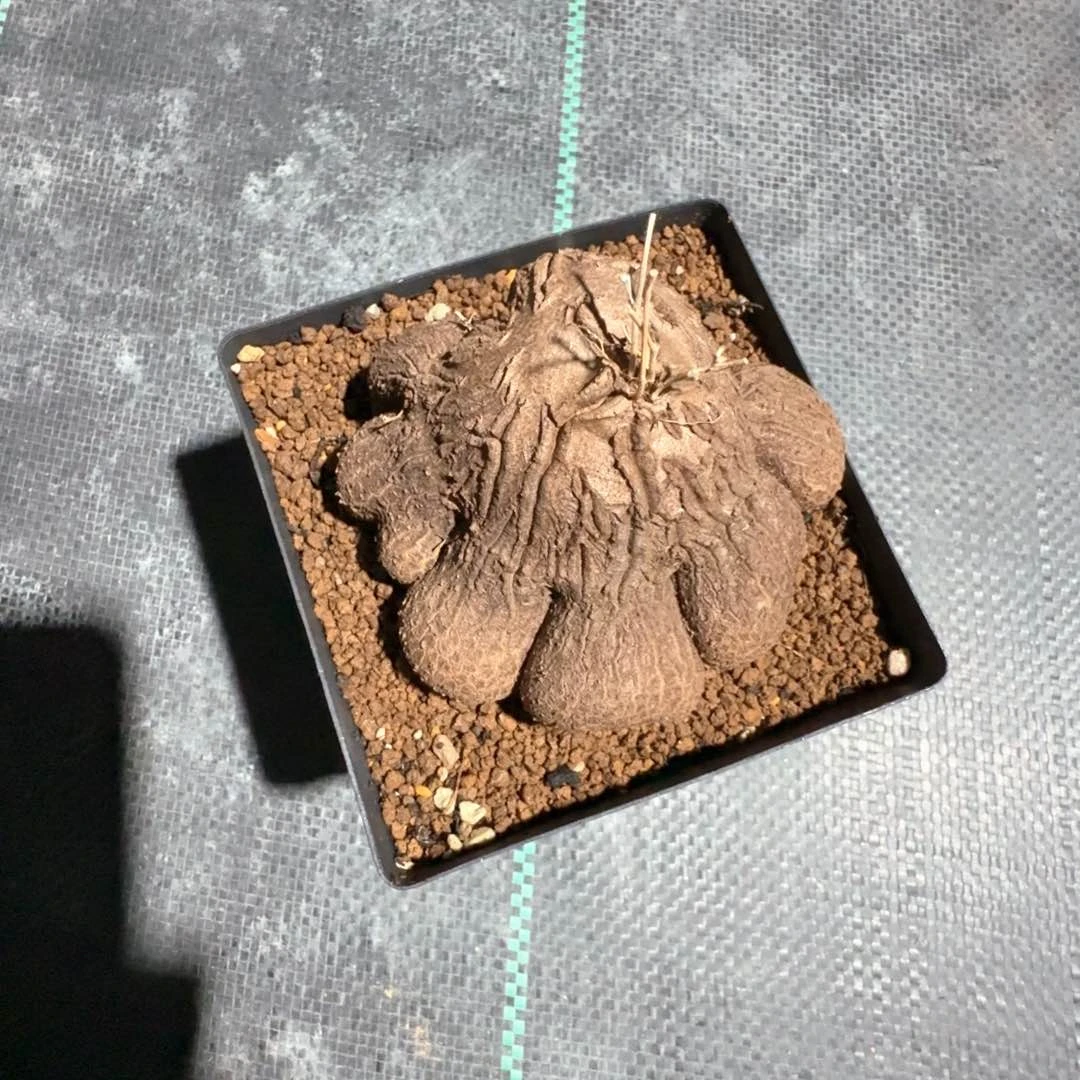 无花朵象足龟甲龙尺寸8.5