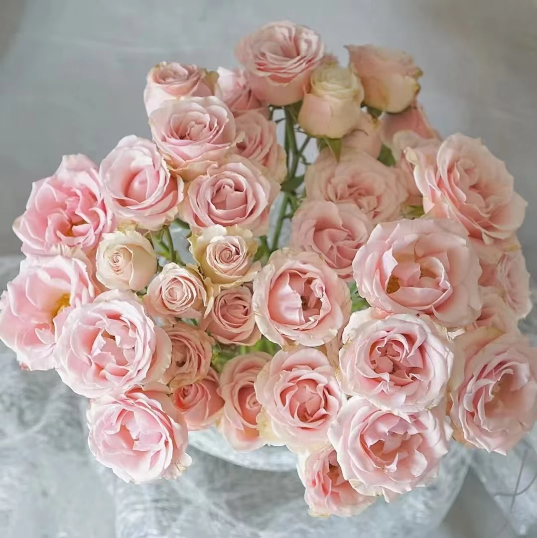 10枝方德嘉荷甜玲珑多头玫瑰  两单顺丰冷链或京东快递 云南鲜花