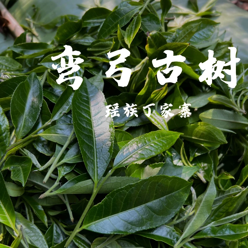 2025年 弯弓古树纯料头春头采 普洱生茶（带茶样）