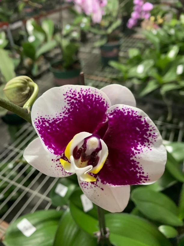 蝴蝶兰-浪漫小花苞株3,5寸杯（单剑小花苞）