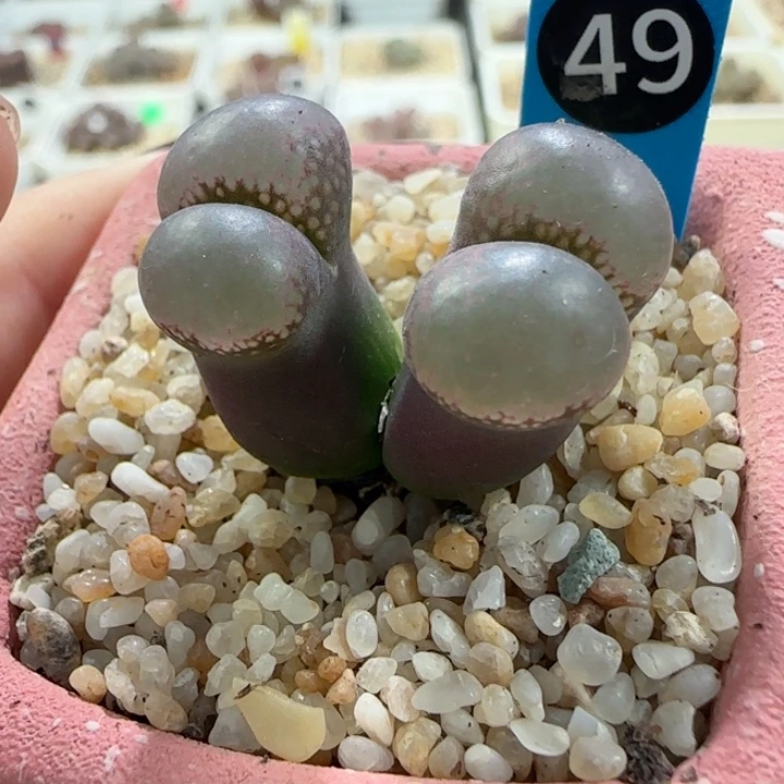 国庆双节大促多肉62号