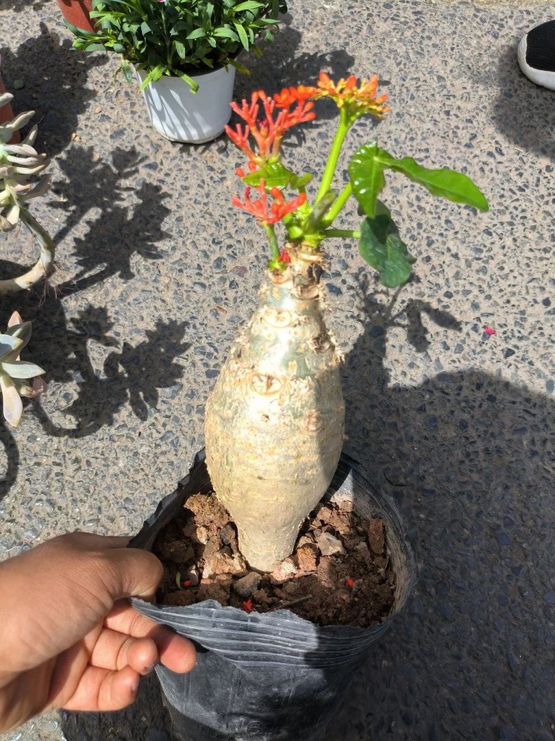 适合办公室客厅小桌摆的盆栽款佛肚海棠四季可养