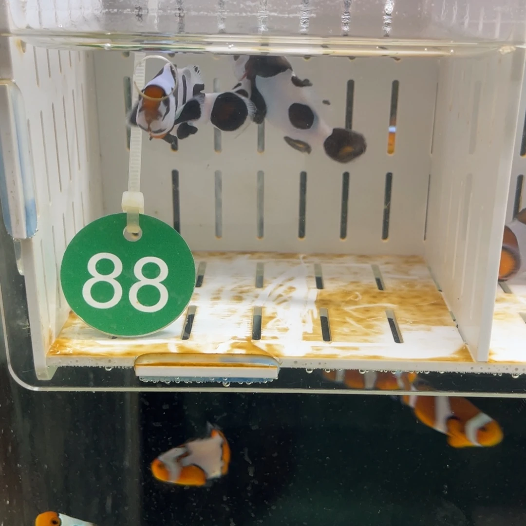 海水哔咔毛一对1111