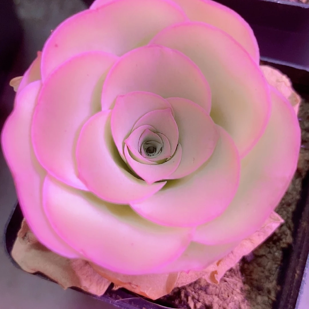 凤栖玫瑰一物一拍002