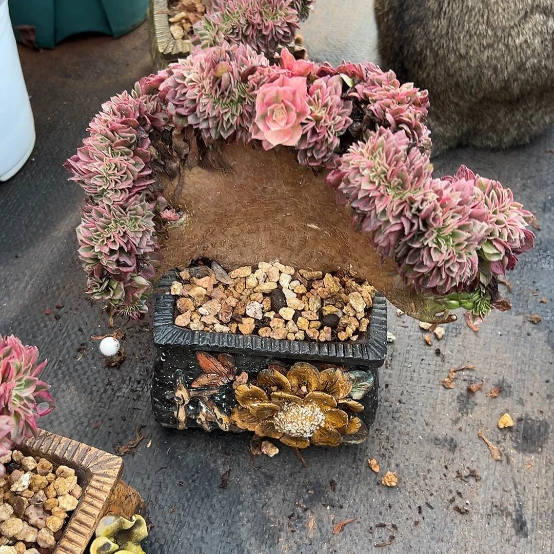 老桩倾城厚板缀化老桩