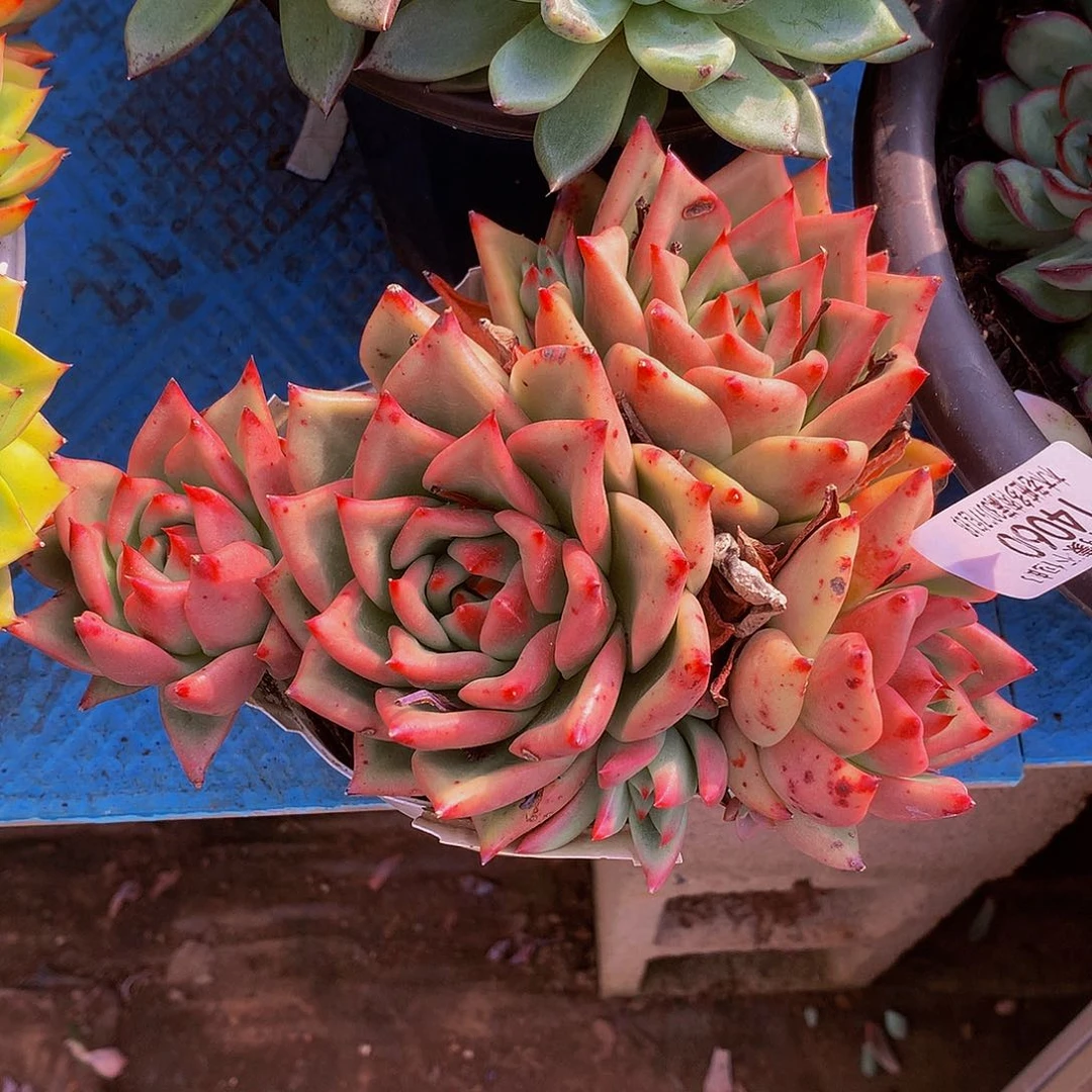 财***贝       红燕密语14060