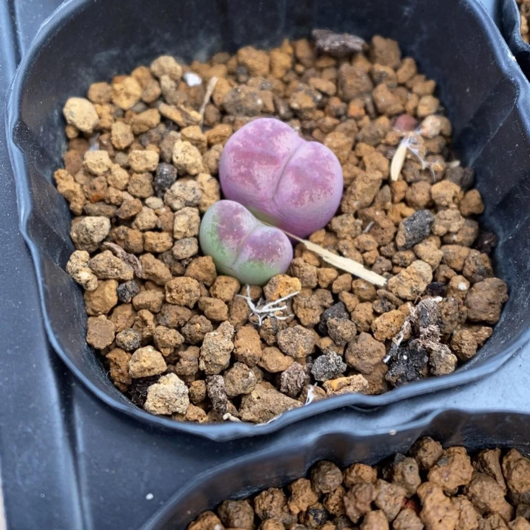 多肉植物肉锥杂交K-2388