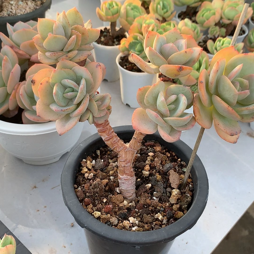 星***h白凤多肉植物一颗