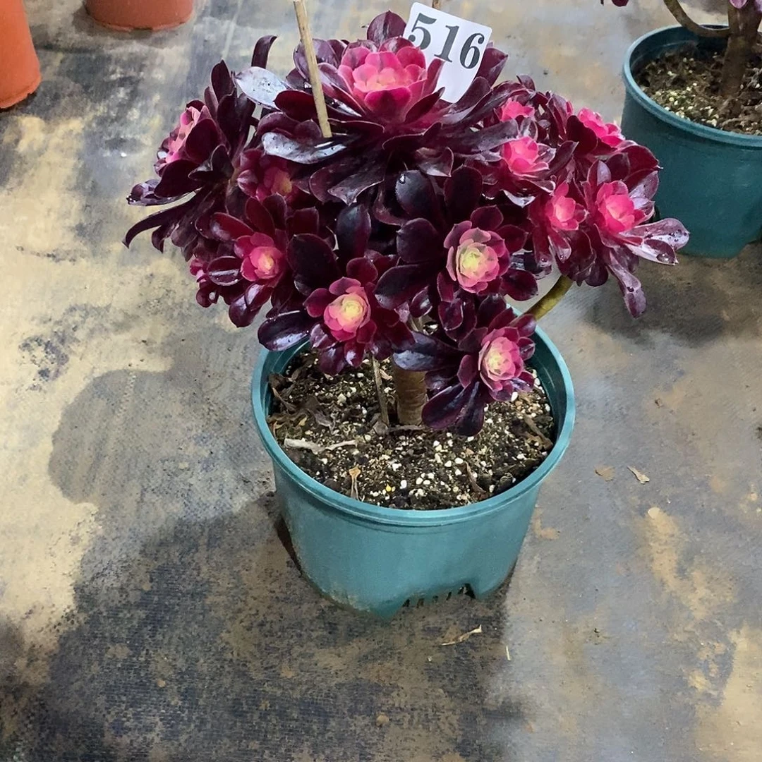 会***名三断枝美杜莎516多肉法师植物