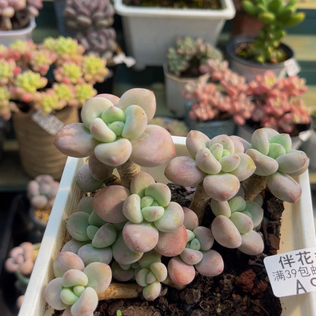 962樱花洛神10cm多肉