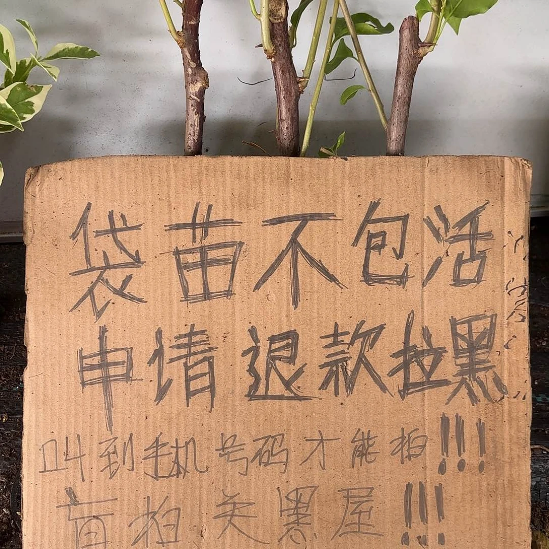 平***真当前无花栽培后可以开花袋苗盲盒三颗