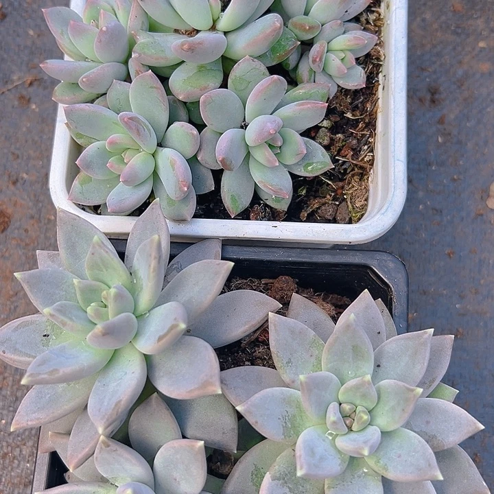 2棵美人一起特价福利