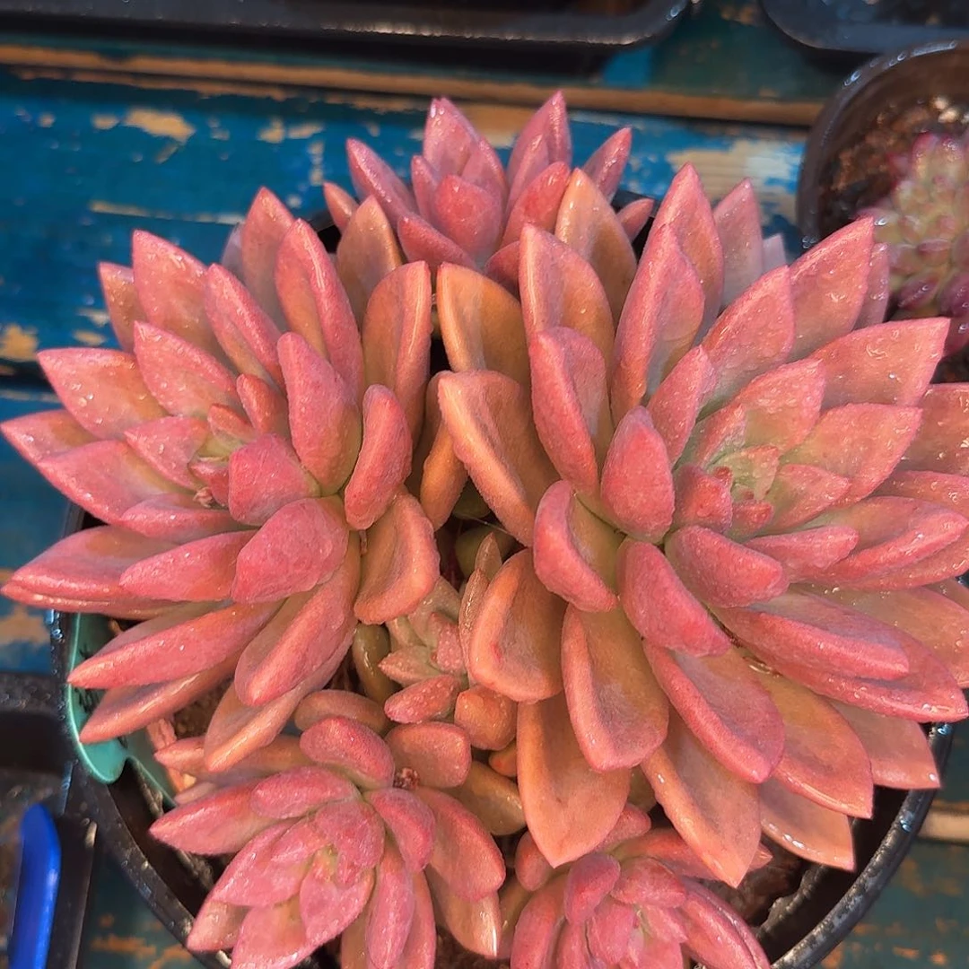 从前慢多肉编号初音