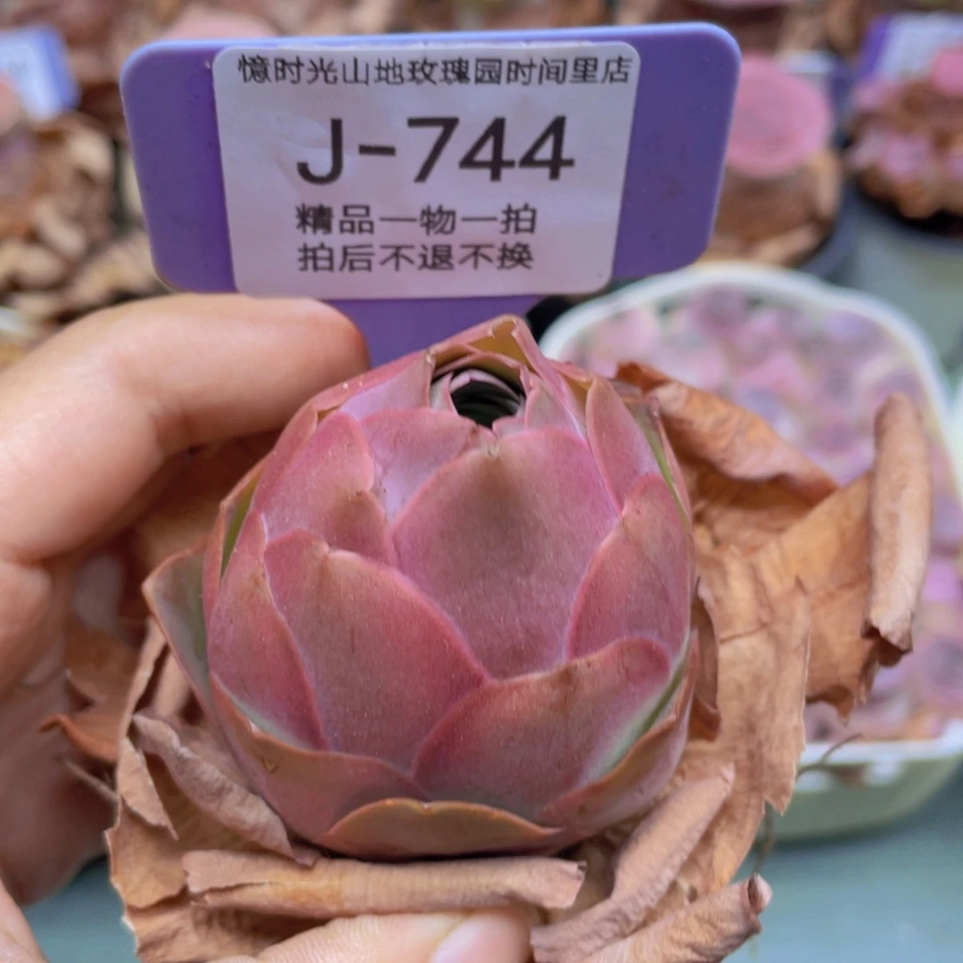 山地玫瑰J744满38包邮裸根发货