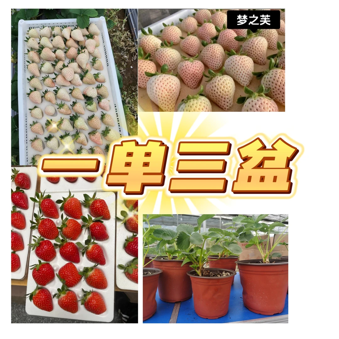 （三色套装）草莓盆栽一单三盆红白粉各一盆。带果绿植绿植盆栽