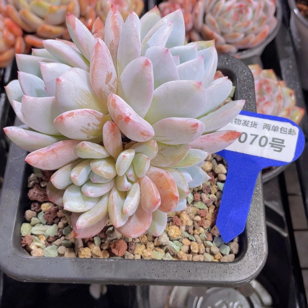 1070号嫦娥母本朵朵缀