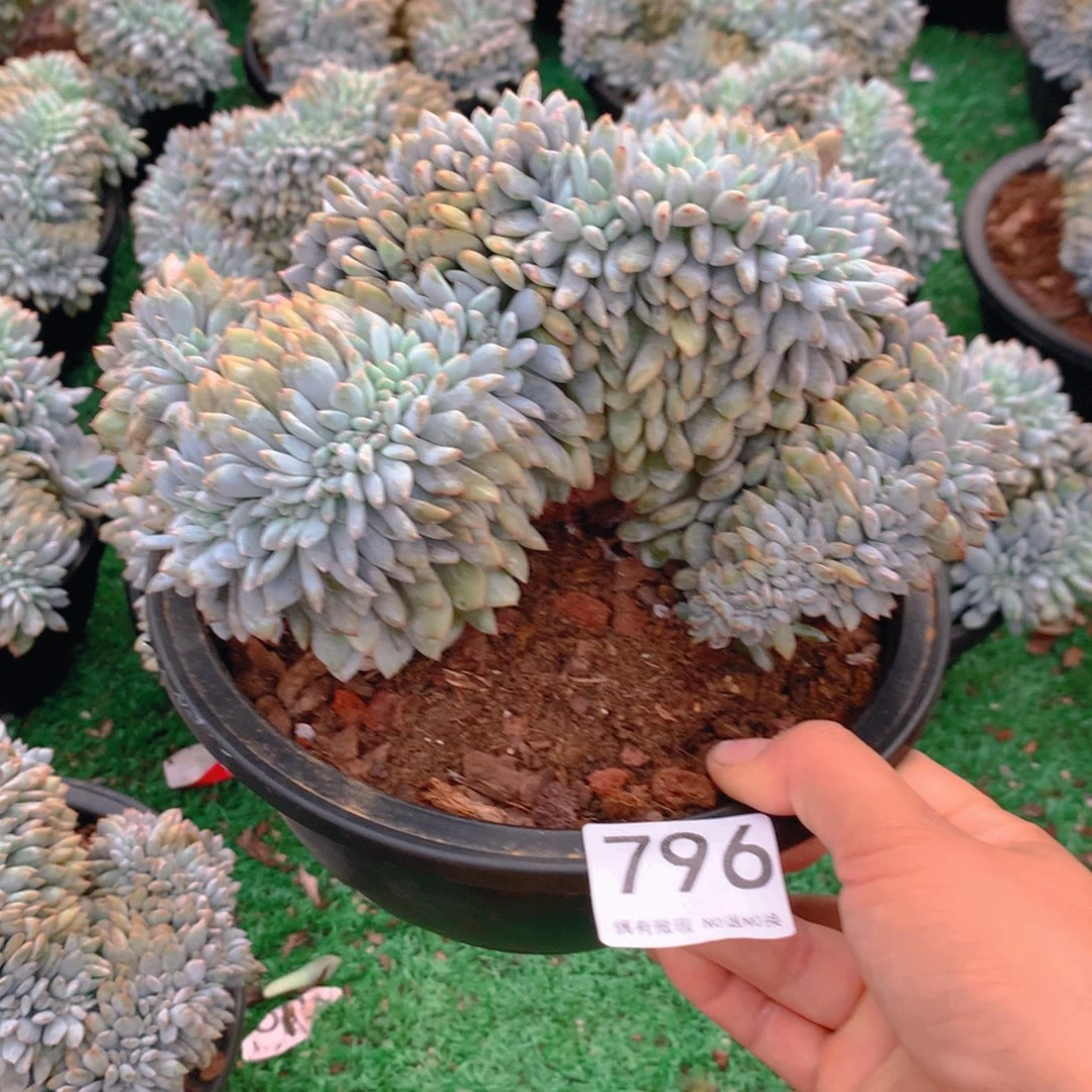 796橙子1111111111