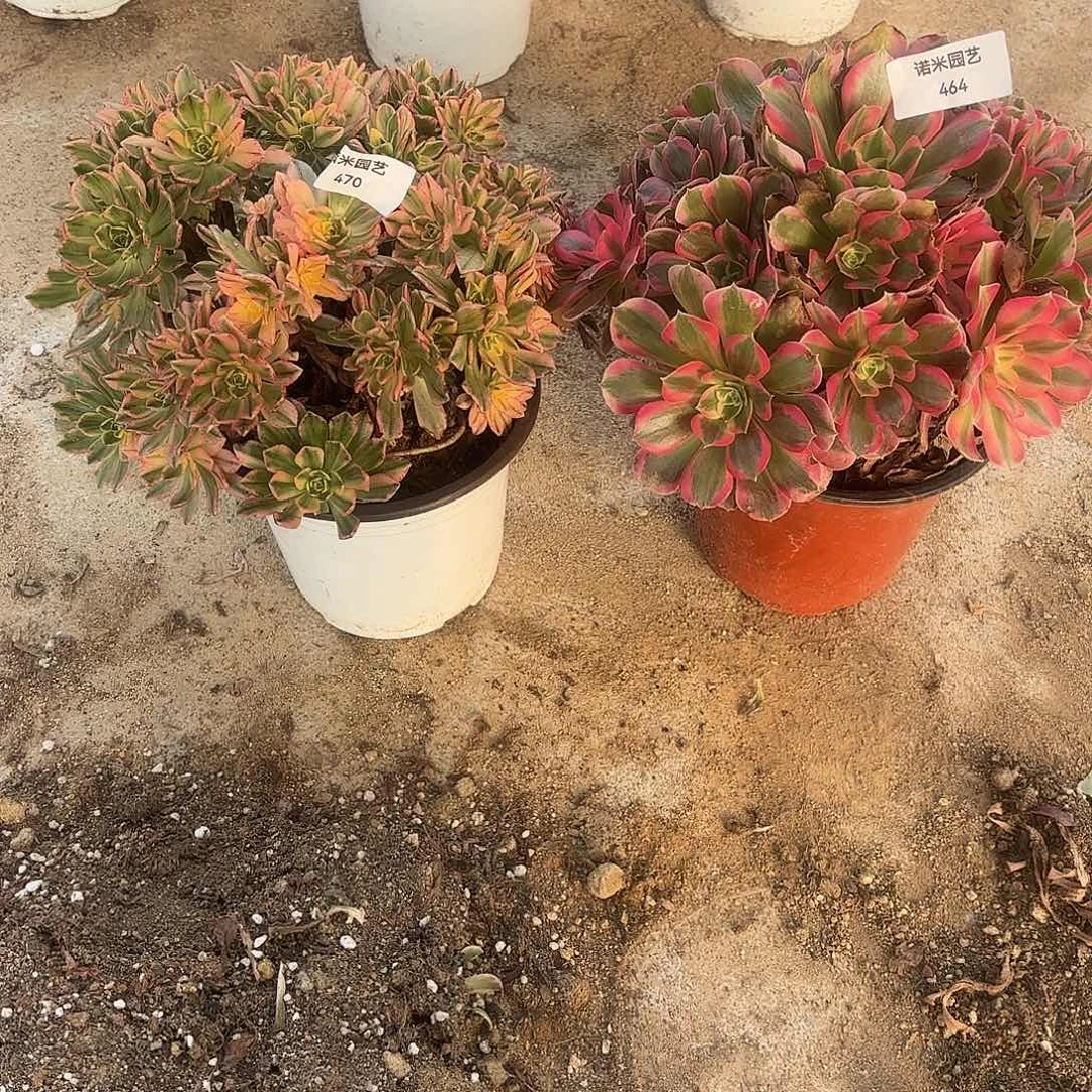 风***妻甜茶七彩石多肉植物464-470