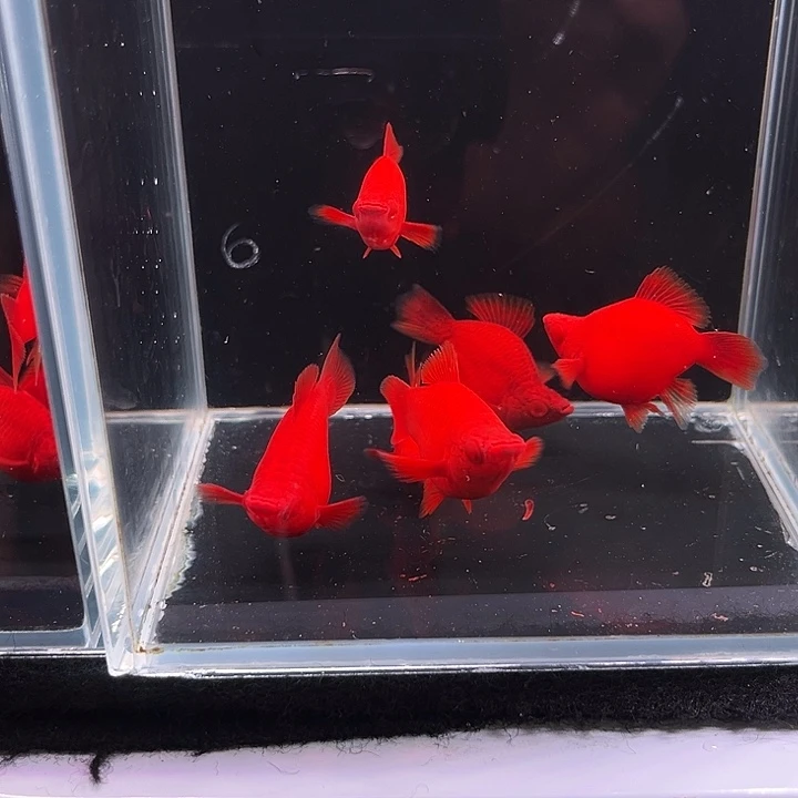 孔雀鱼精品红剑球12条3个多月