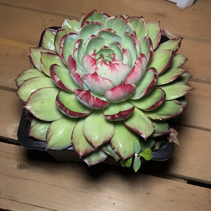 惊鸿仙子多肉植物88010