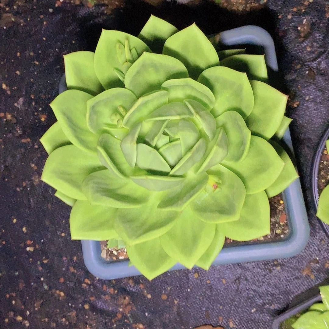 多肉植物大翠花大