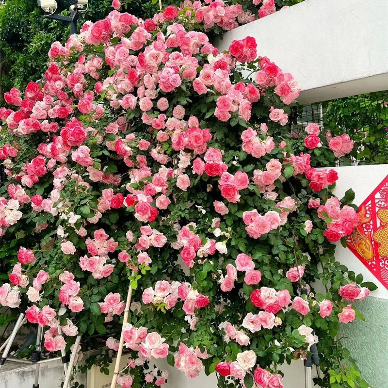 樱霞大苗爬藤月季四季开花庭院浓香爬藤盆栽藤本月季特大花
