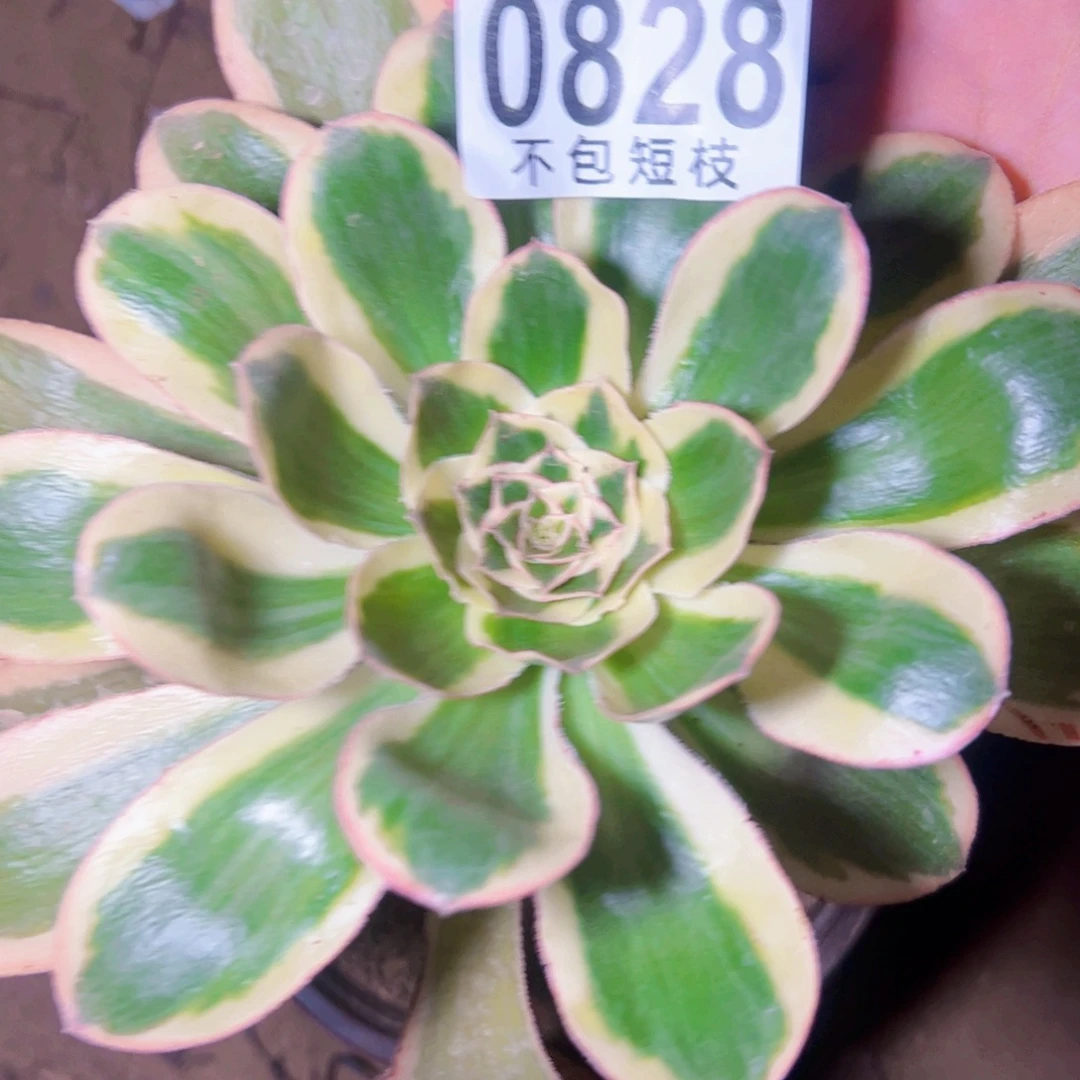 燕姿锦多肉植物0828