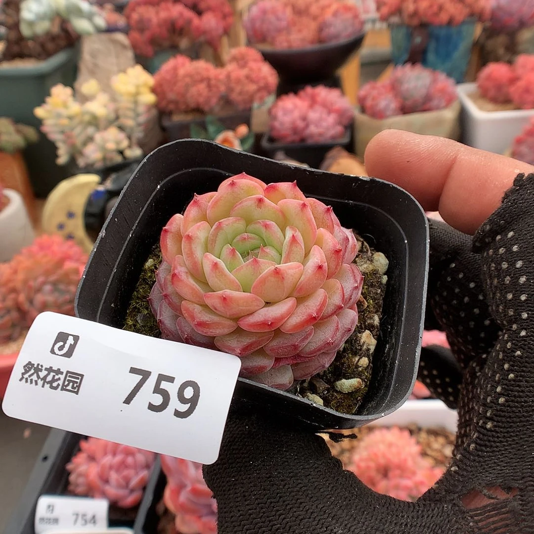 759白胖多肉植物3333