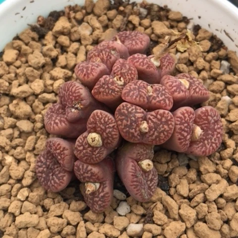 多肉肉锥 紫红鸟哈尼