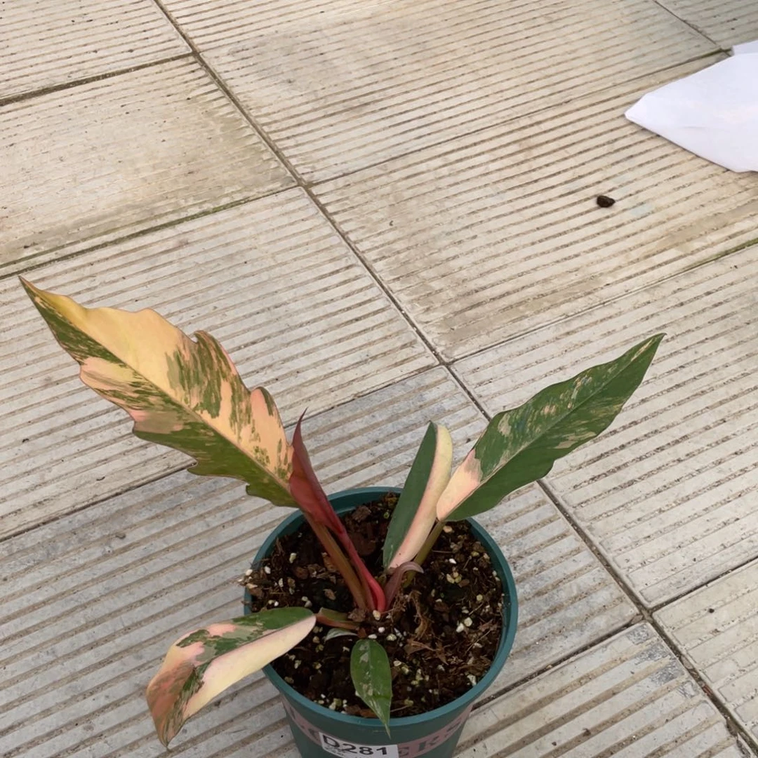 焦糖大理石蔓绿绒