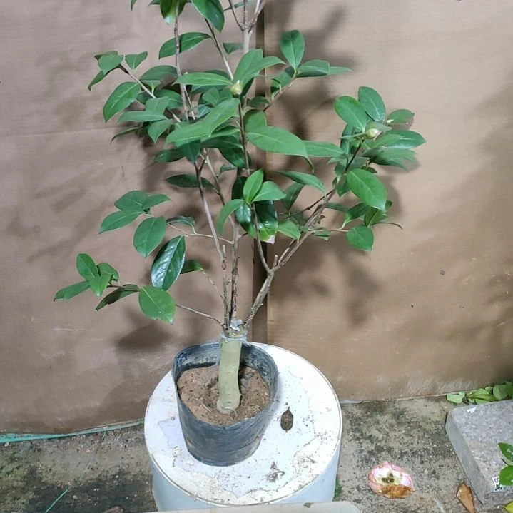 895云茶，原盆原土发货，不包邮