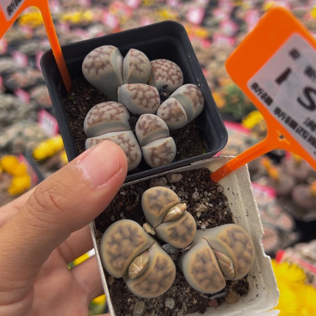 829.830 一物一拍，默认有伤，介意勿拍，不退不换