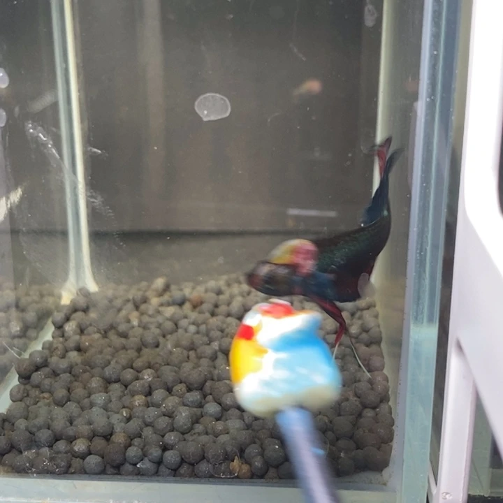 斗鱼泰国斗鱼557号