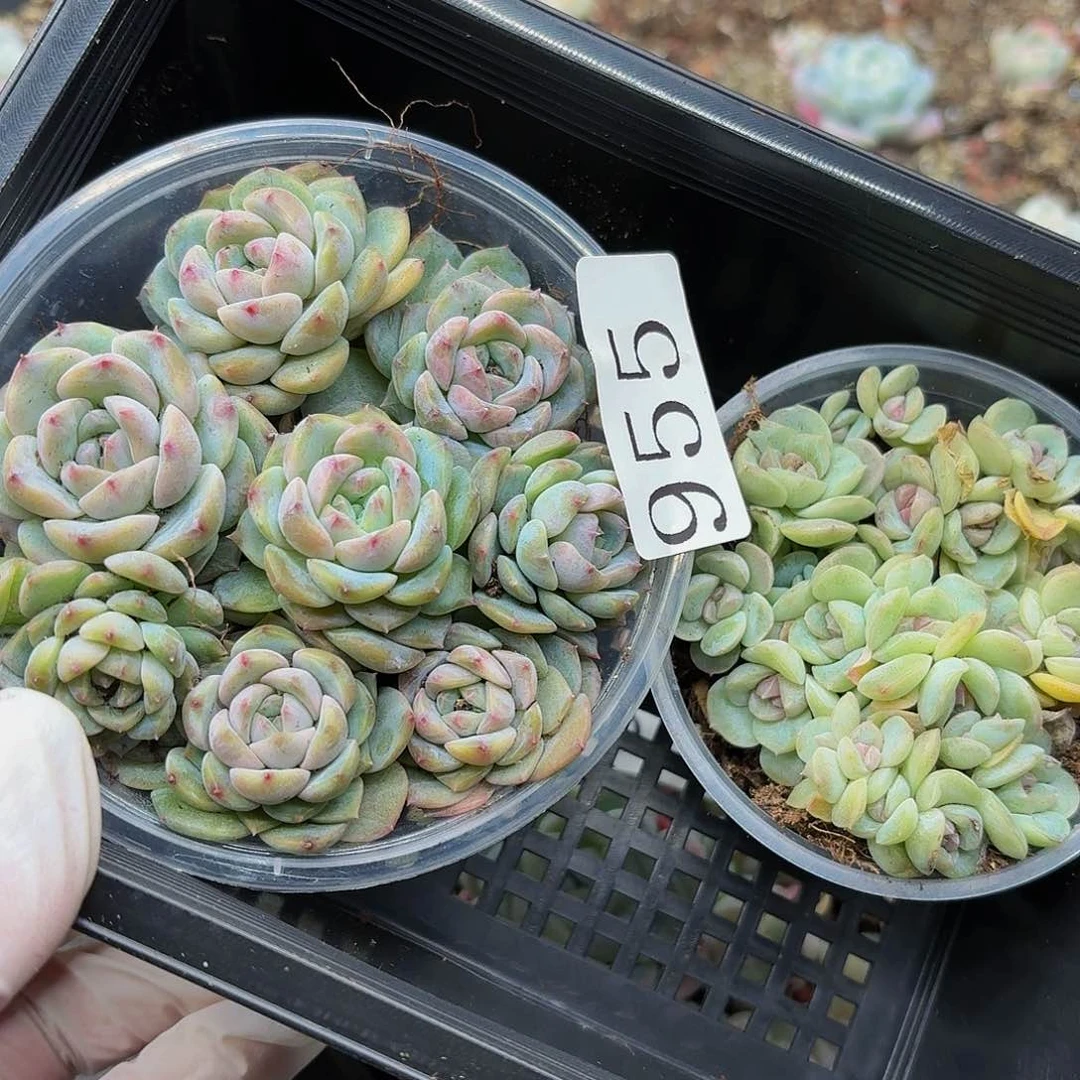 B****i多肉植物多肉植物955