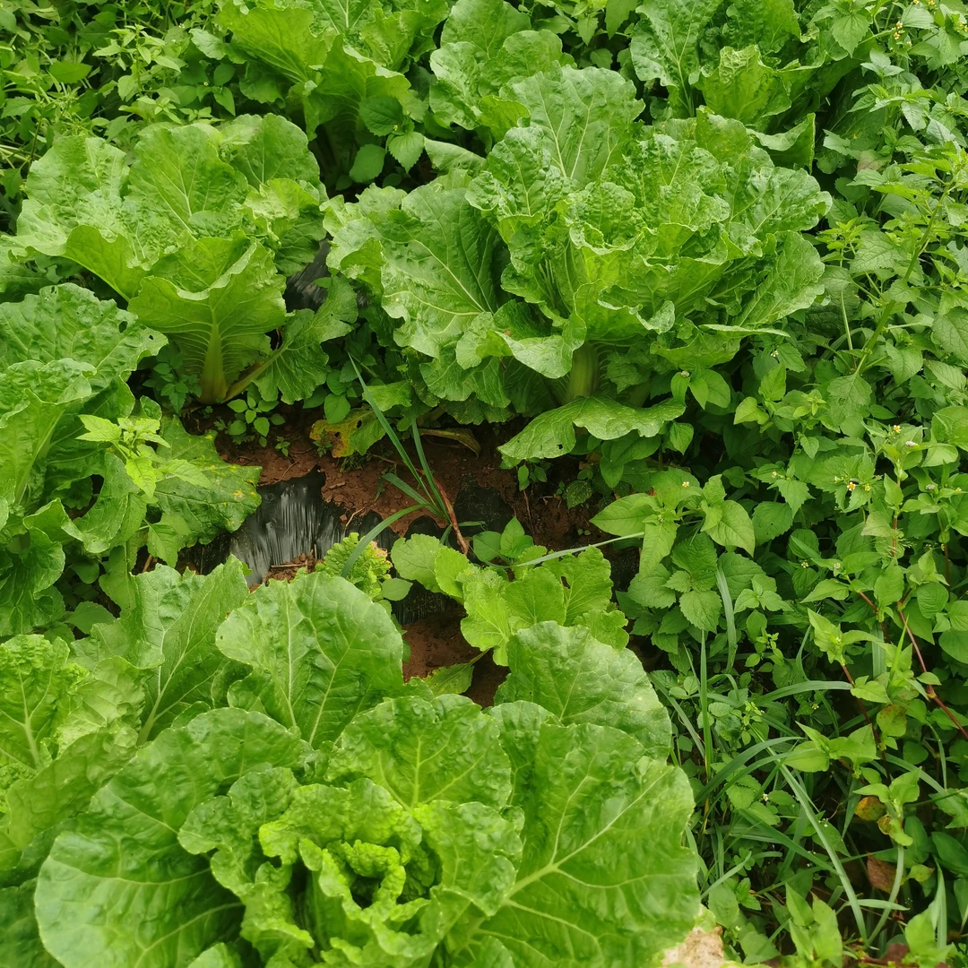 云南高海拔山地白菜