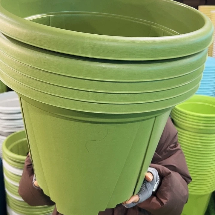 特价青山口40高34果绿无托5只