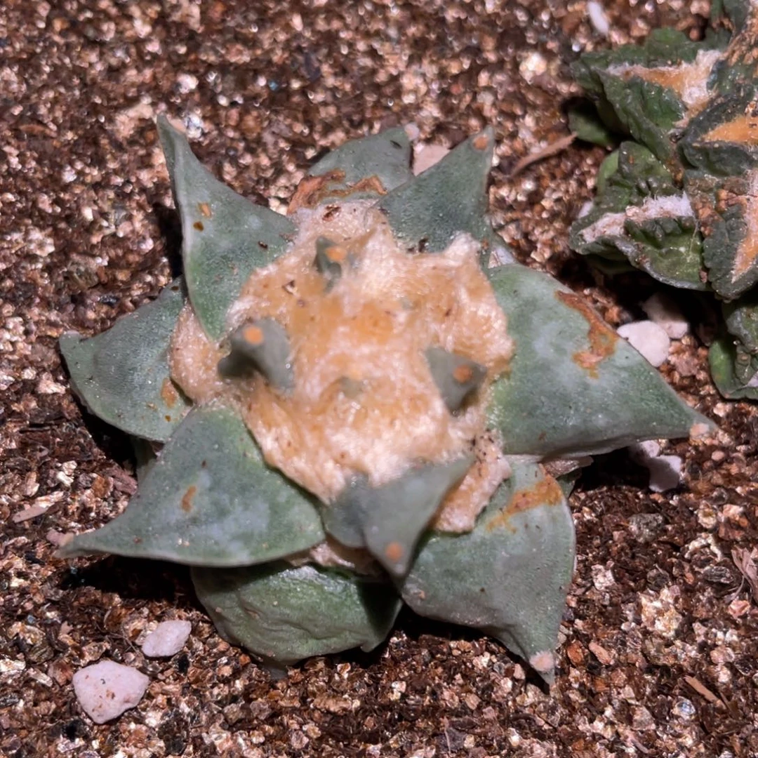 全部花朵自根螺旋 青瓷龙牙牡丹