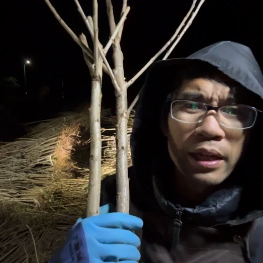 大部分花苞少量开放2棵灵珠