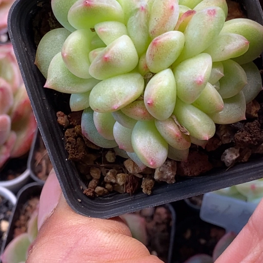 天官赐福百无禁忌