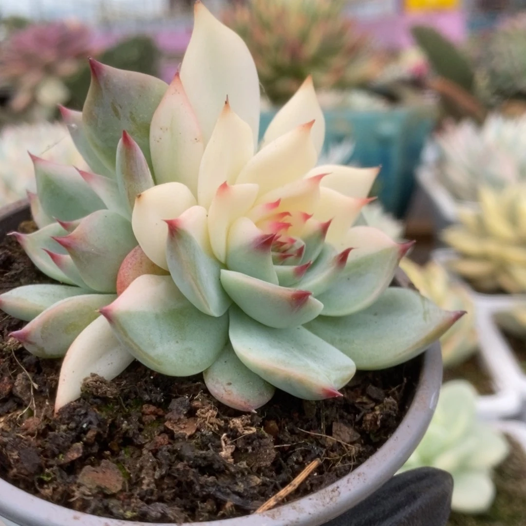 047锦锦锦锦锦锦锦锦