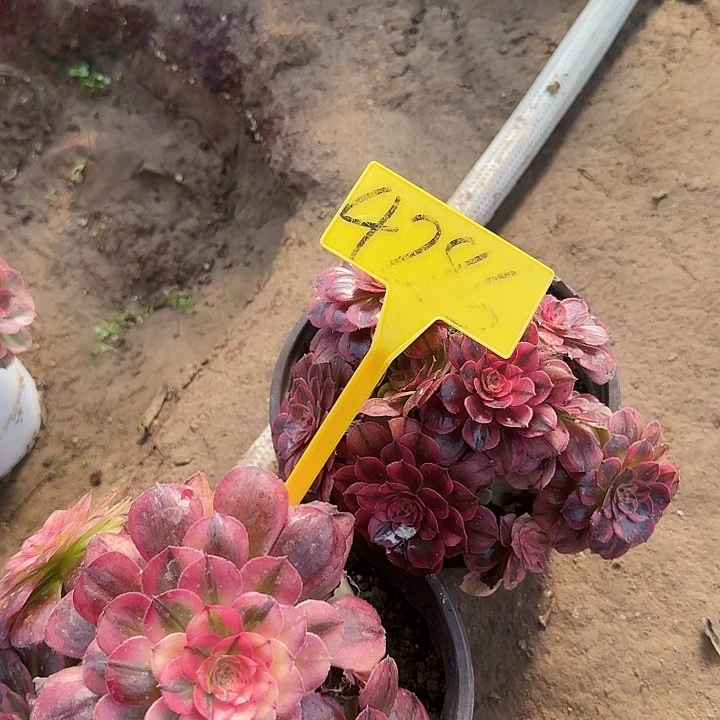 4286---多头多肉植物