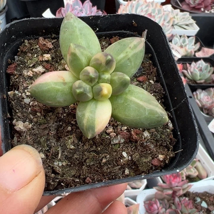 千代田锦多肉植物2313