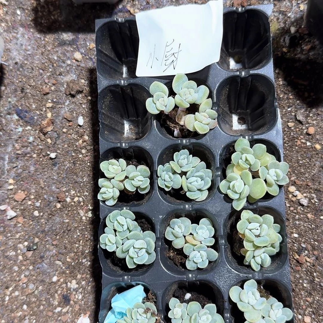 小厨一物一拍专拍