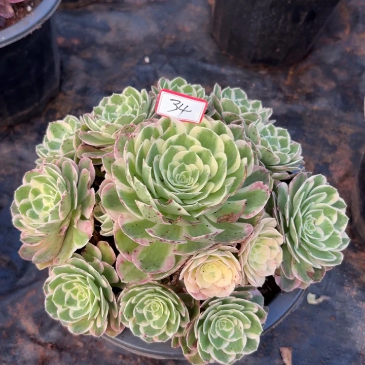 全部花朵034海王带根法师