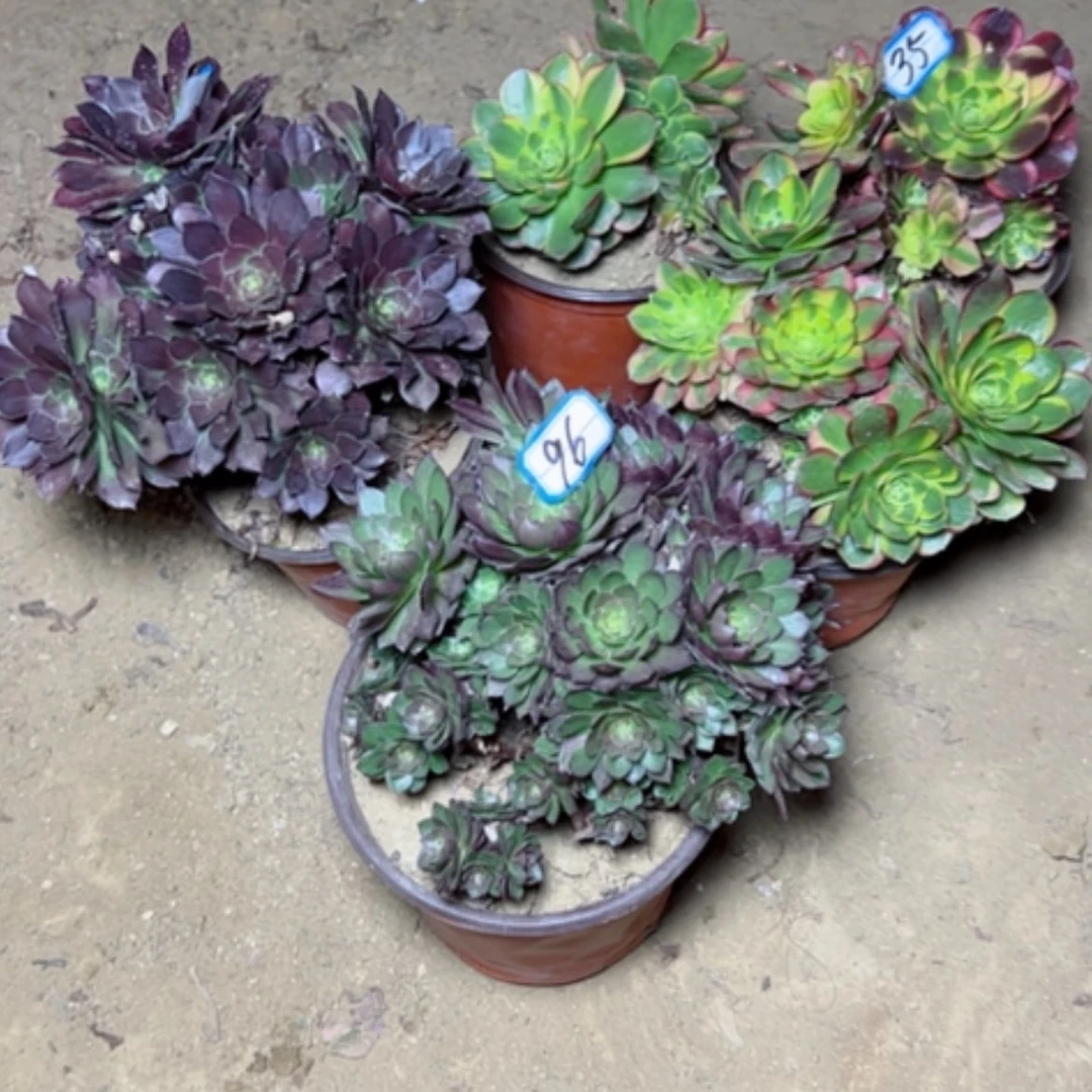 【闪购商品】小****记多肉植物砍过不售后96