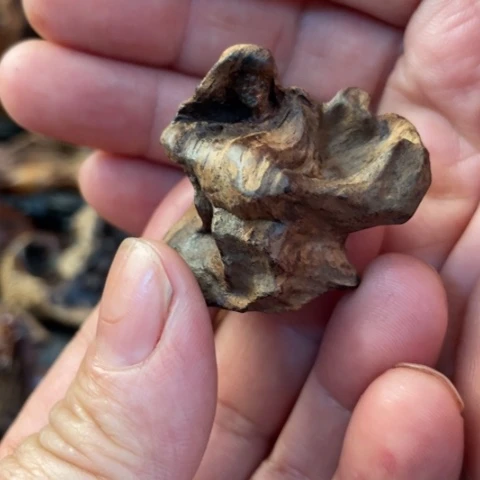 【闪购商品】把件黄花梨/降香黄檀秋*⋯