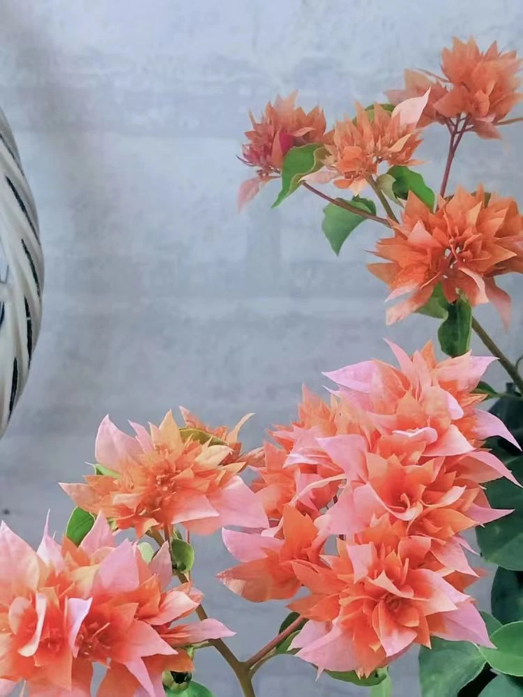 顺丰包邮【4重瓣系列带花】三角梅四季开花盆景庭院阳台好养爬藤