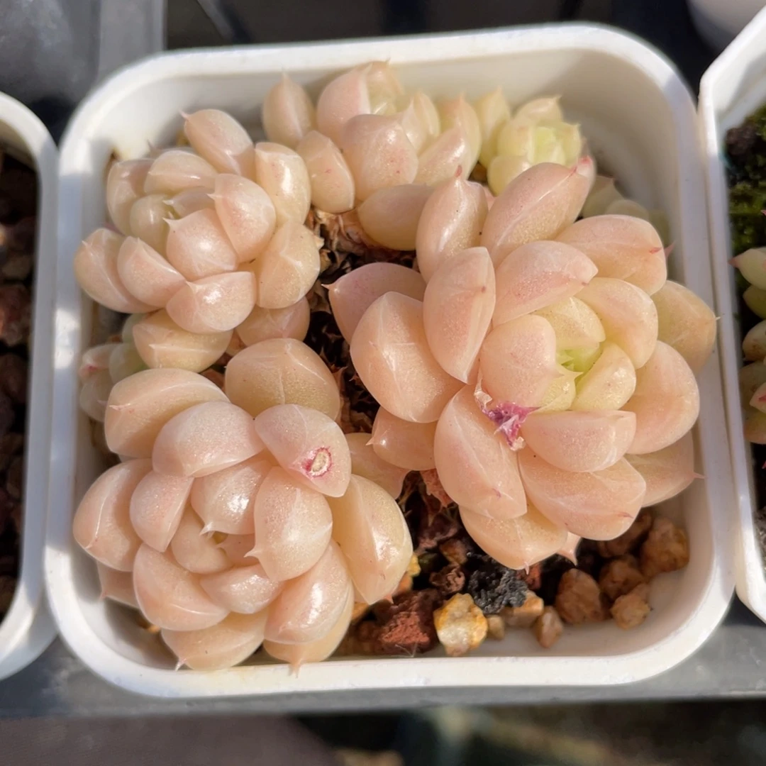 W优选麦杆多肉福利2637