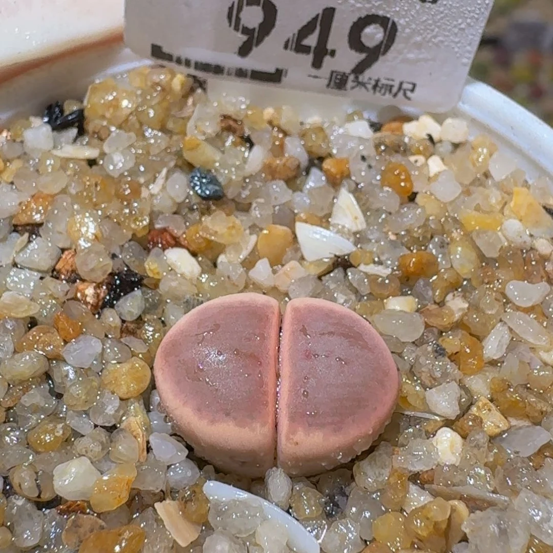 Ssss精品生石花949