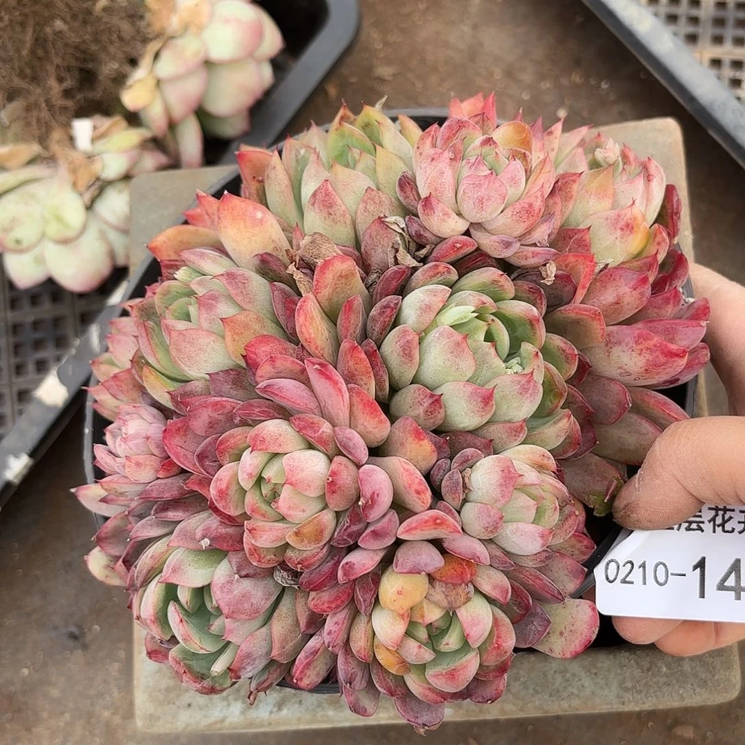 同温层多肉绿龙141